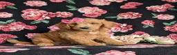 Mini Goldendoodle dogs for sale: Winter Hypoallergenic - Ad 3