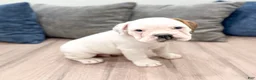 Beabull dogs for sale: Rolo - Ad 3