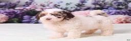 Mini Goldendoodle dogs for sale: Cupcake - Ad 2