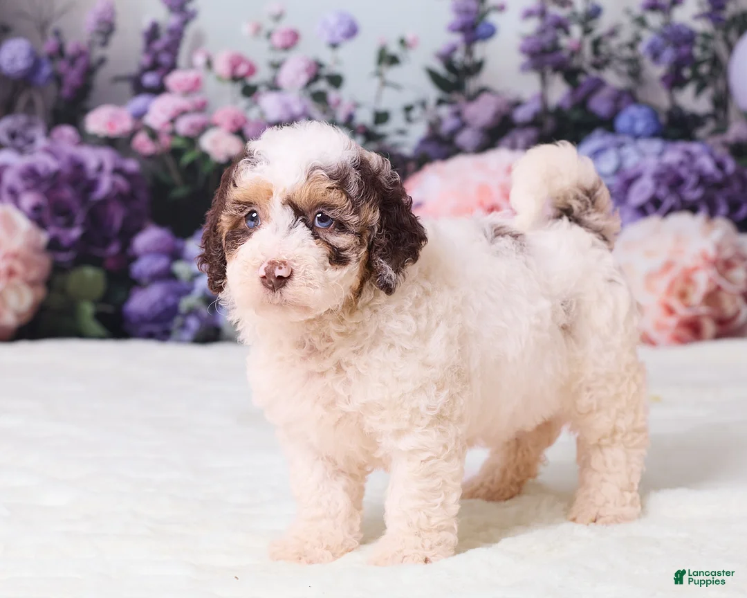 Mini Goldendoodle dogs for sale: Cupcake - Ad 2