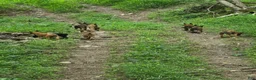 Belgian Malinois dogs for sale: Belgian Malinois 5 BLUE - Ad 6