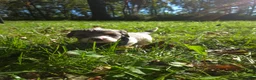 Cavapoo dogs for sale: Violet - Ad 6