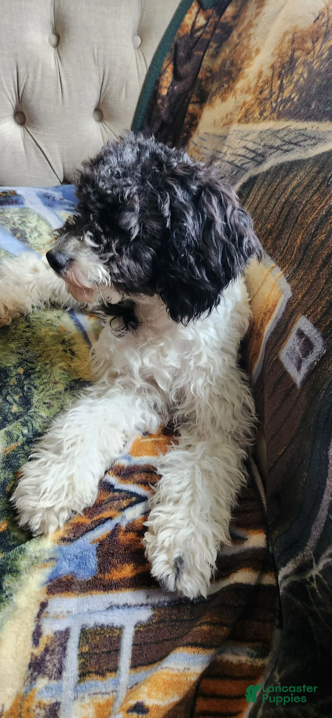 Cockapoo dogs for sale: Cockapoo 1 - Ad 2