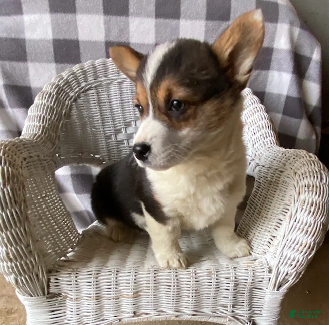 Welsh Corgi Pembroke dogs for sale: Petunia - Ad 2