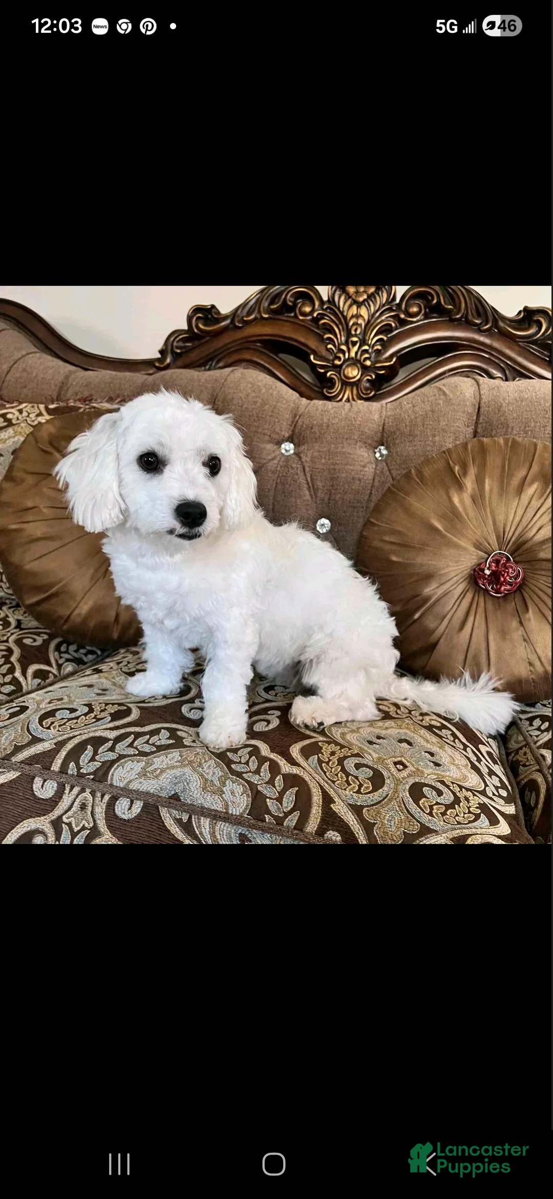 Maltipoo dogs for sale: Maltipoo Puppy 3 - Ad 2