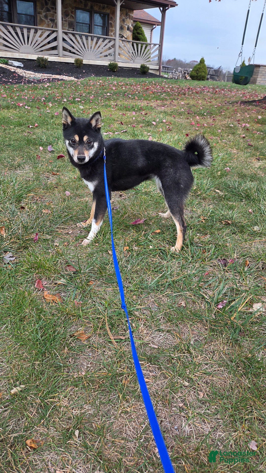 Shiba Inu dogs for sale: Shiba Inu Puppy 1 - Ad 8