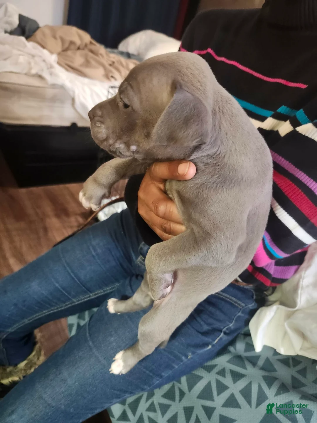American Staffordshire Terrier dogs for sale: American Staffordshire Terrier Puppy 2 - Ad 1