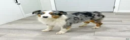 Miniature Australian Shepherd dogs for sale: Daisy - Ad 7