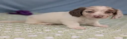 Miniature Dachshund dogs for sale: Miniature Dachshund Puppy 2 - Ad 2