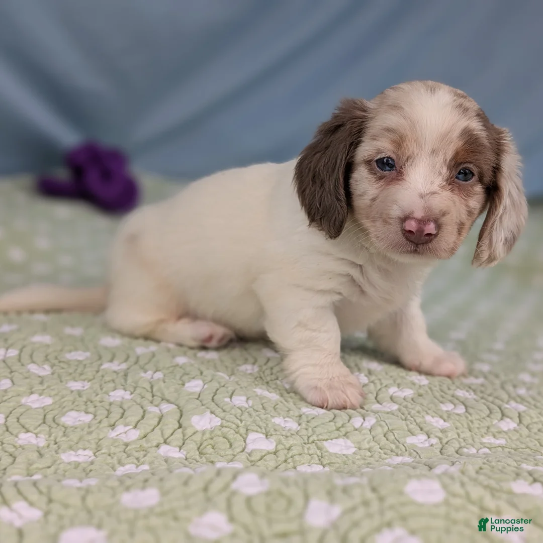 Miniature Dachshund dogs for sale: Miniature Dachshund Puppy 2 - Ad 2