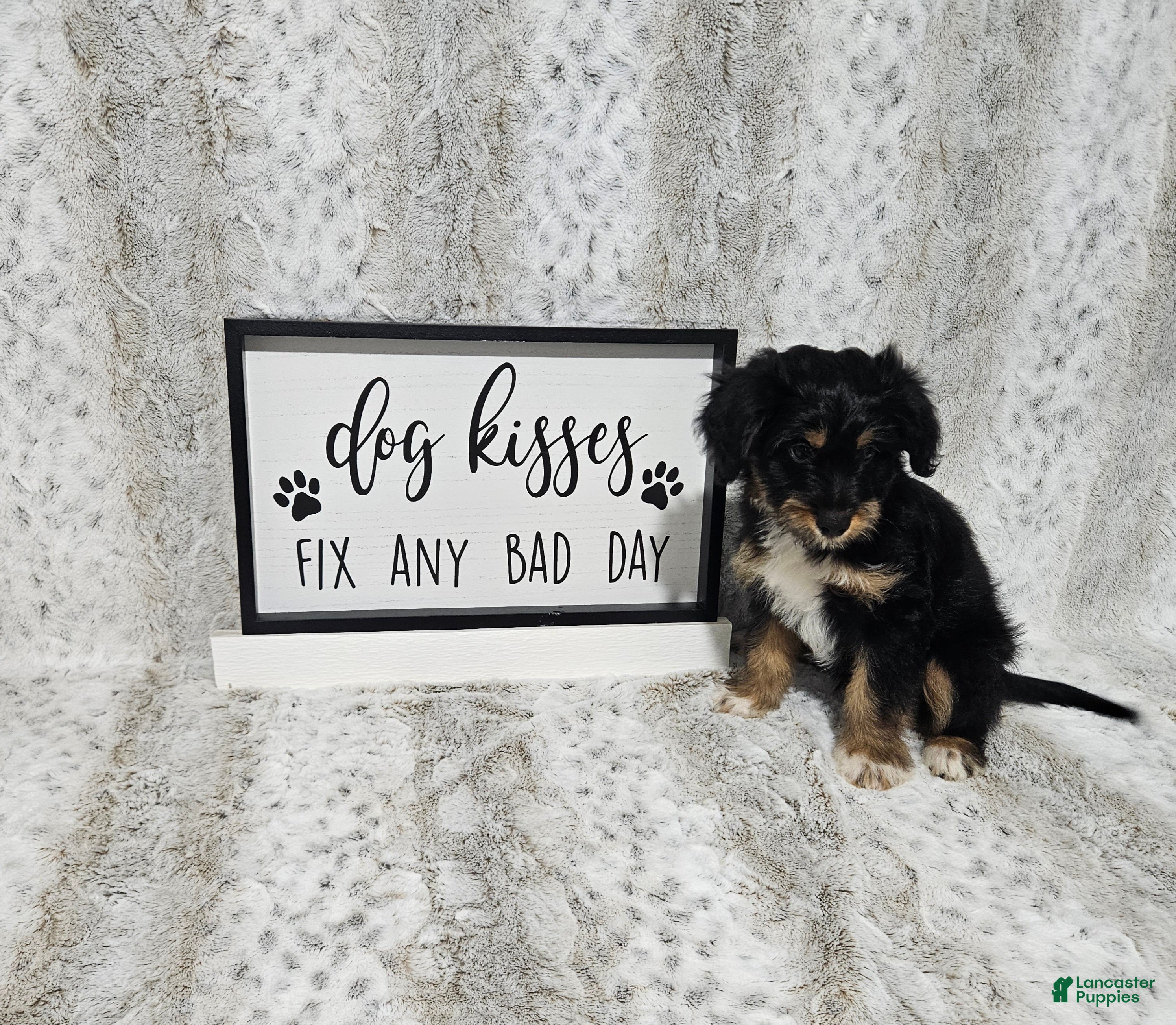 Mini Aussiedoodle dogs F1 Banana - Ad 42