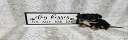 Mini Aussiedoodle dogs for sale: F1 Banana - Ad 3