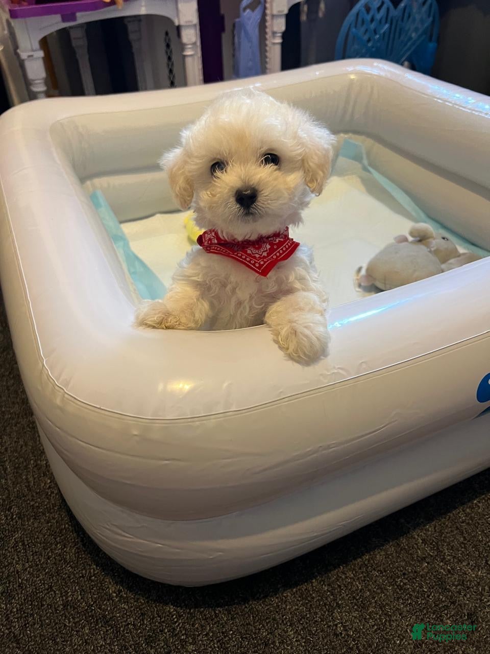 Maltipoo dogs Max  - Ad 2