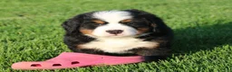Bernese Mountain Dog dogs for sale: Archie - Ad 5