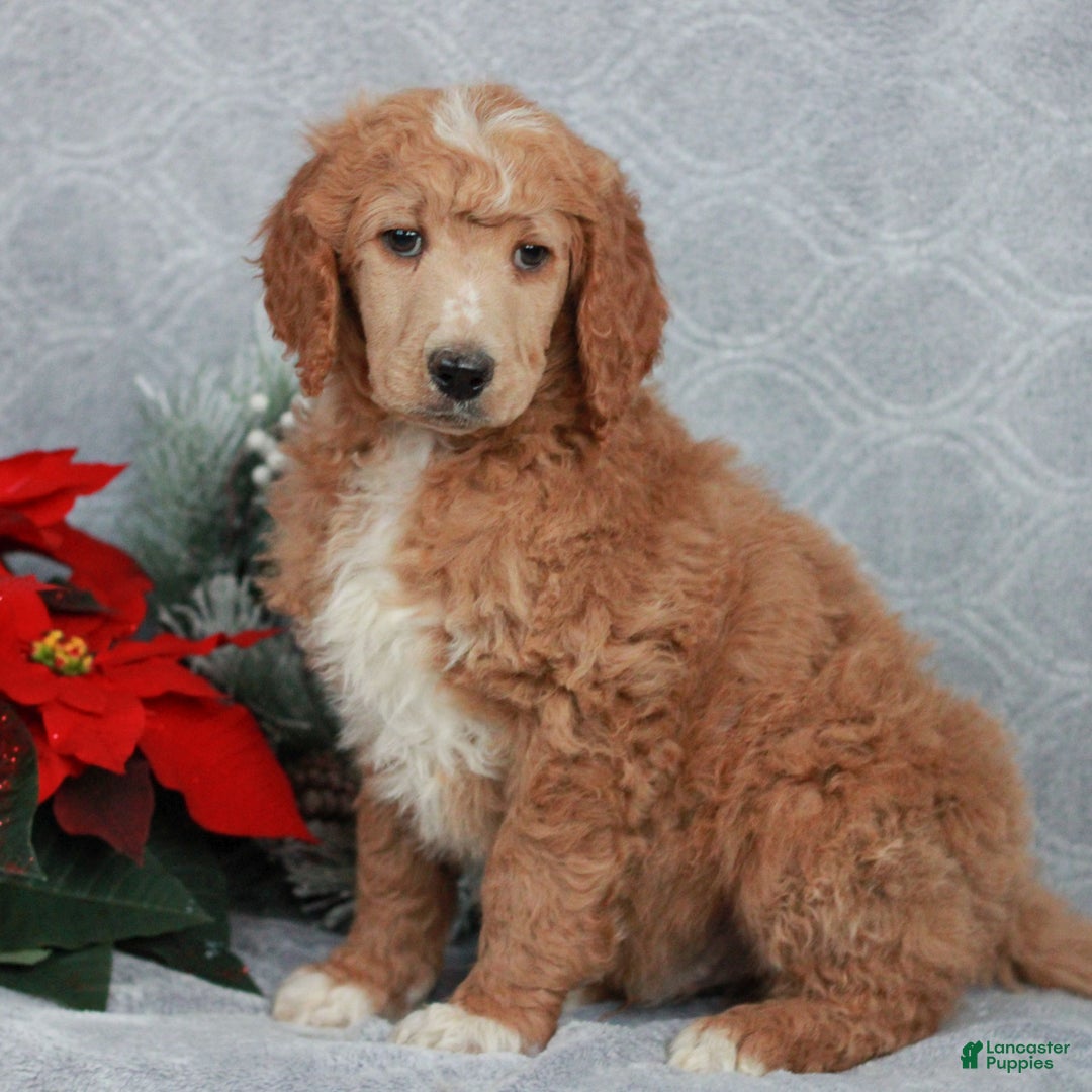 Standard Poodle dogs for sale: Patrick  - Ad 2