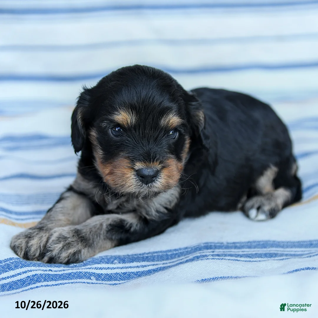 Cavapoo dogs for sale: Kaden - Ad 1