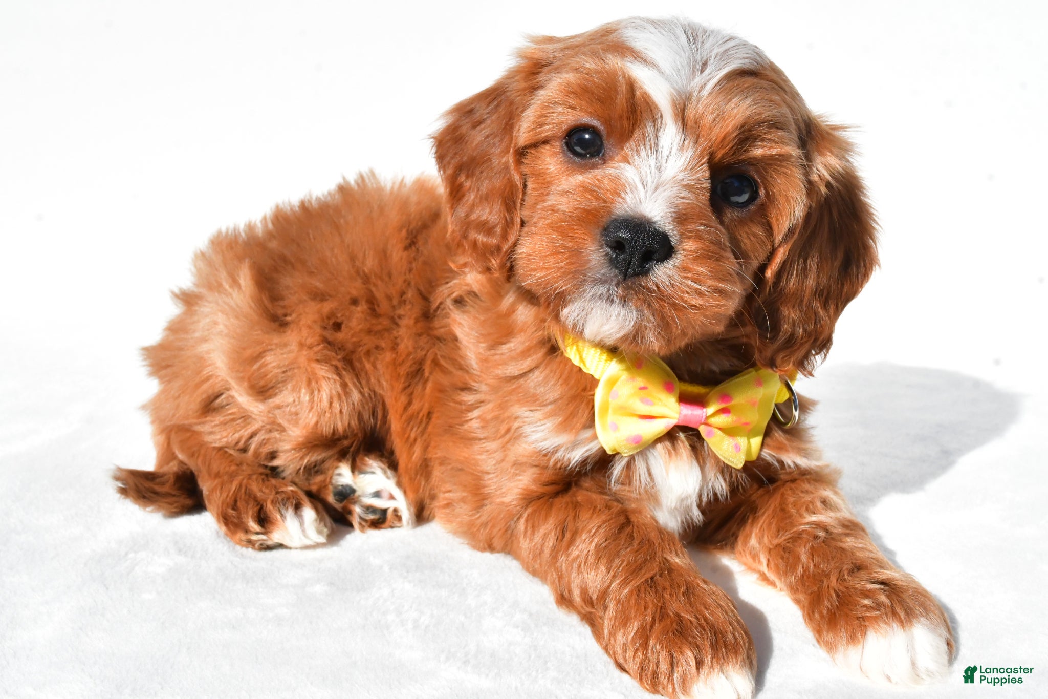 Cavapoo dogs Georgie - Ad 1