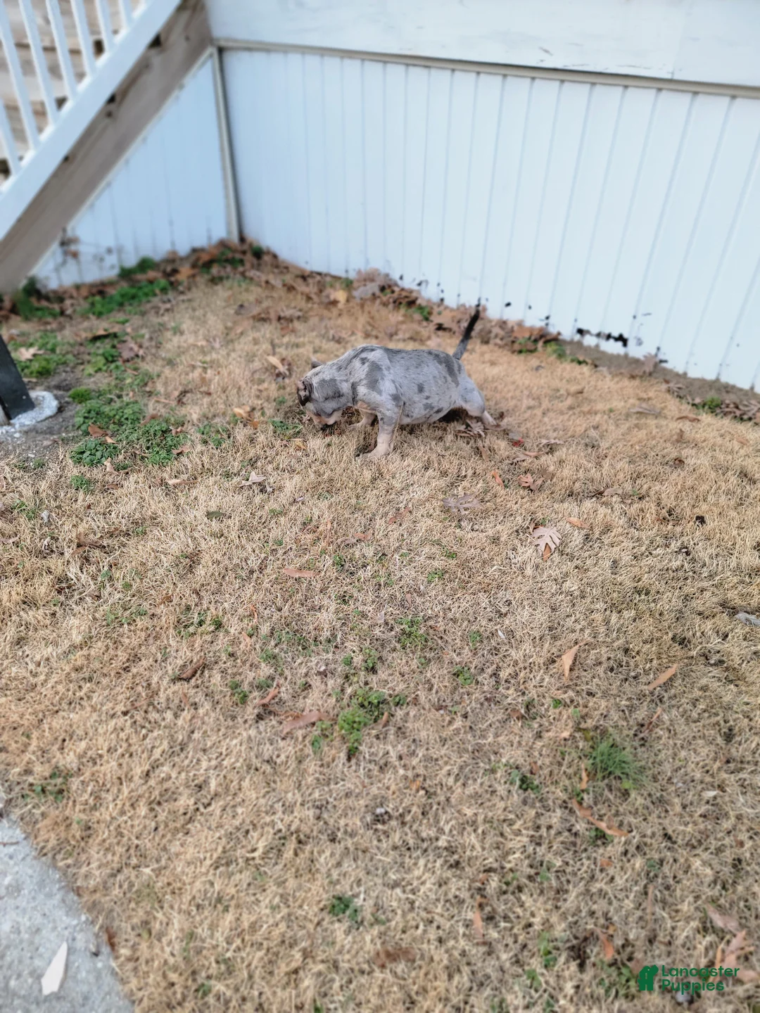 American Bully dogs for sale: Amiri - Ad 19