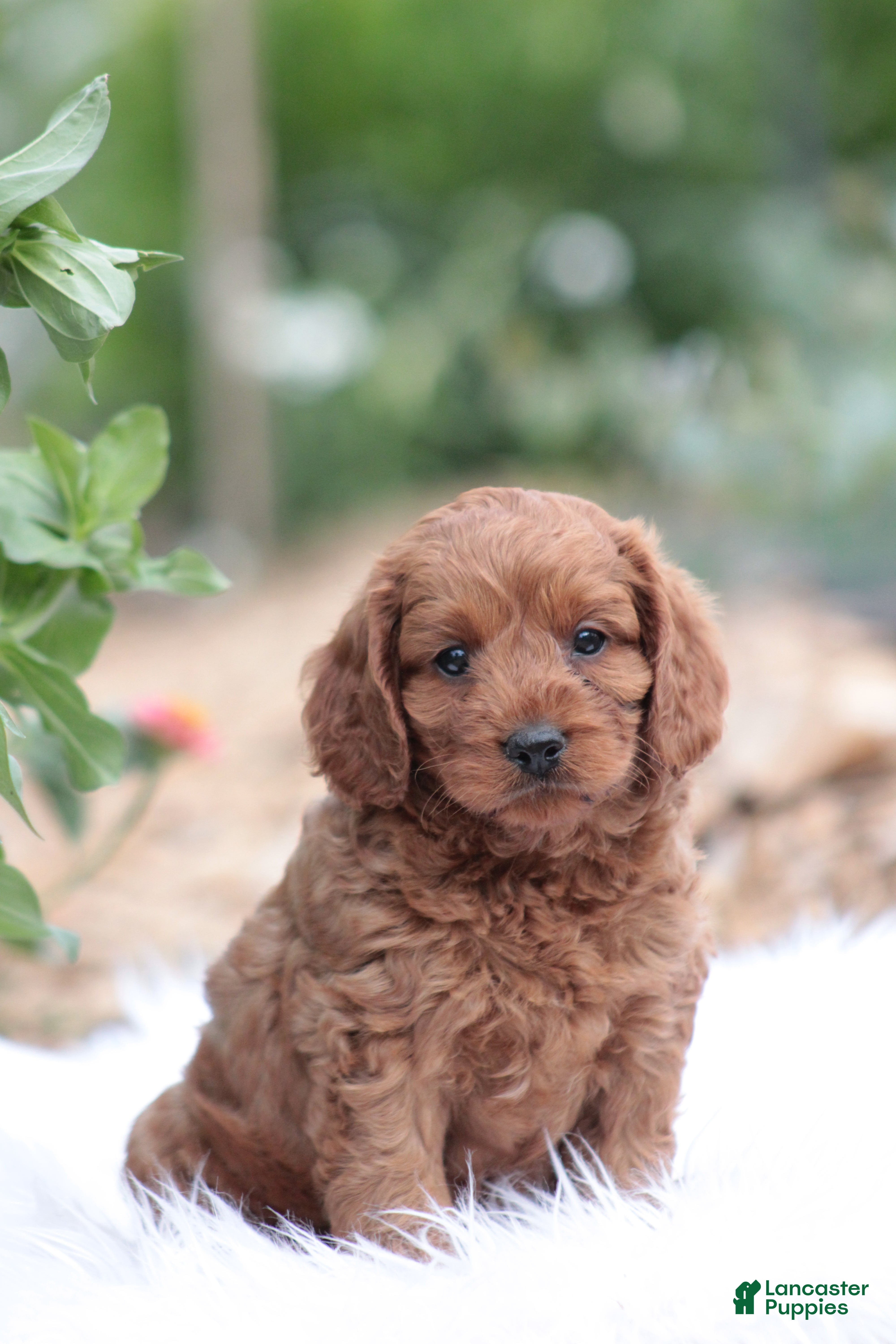 Cavapoo dogs Bingo  - Ad 28