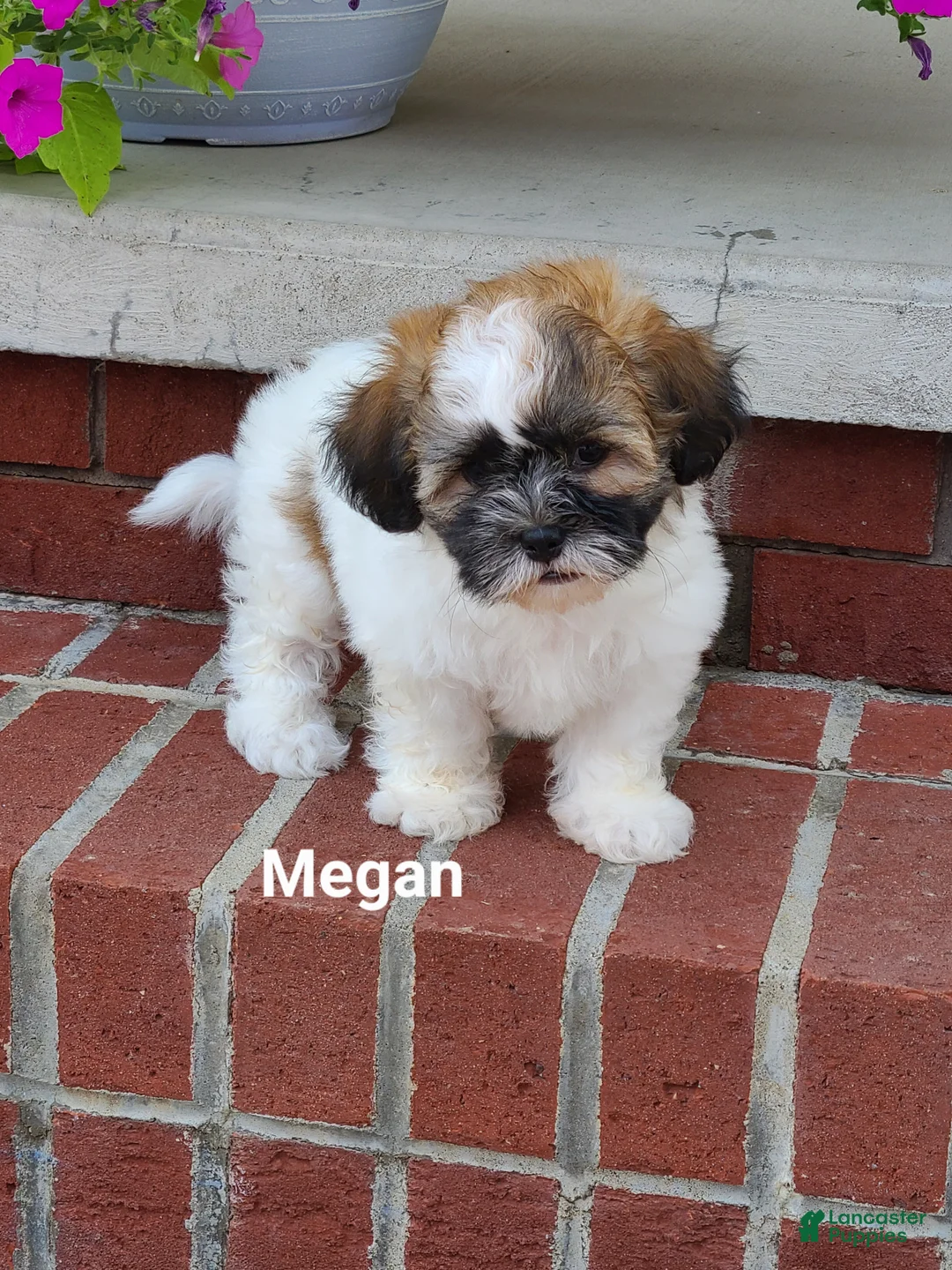 Teddy Bear dogs for sale: Megan  - Ad 2
