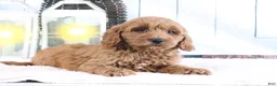 Mini Goldendoodle dogs for sale: Mason - Ad 4