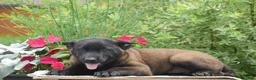 Belgian Malinois dogs for sale: Miles - Ad 4