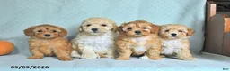 Maltipoo dogs for sale: Taffy - Ad 5