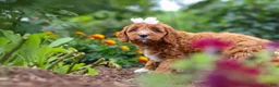 Cavapoo dogs for sale: Dixie - Ad 3