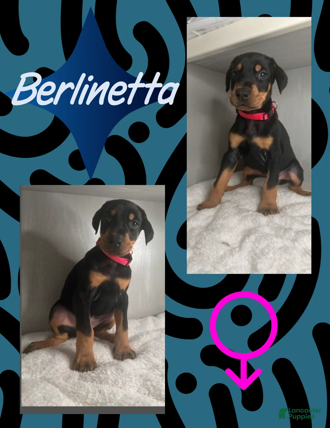 Doberman Pinscher dogs for sale: Berlinetta - Ad 2