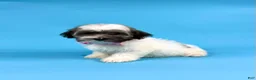 Havanese dogs for sale: EVIE - Ad 4