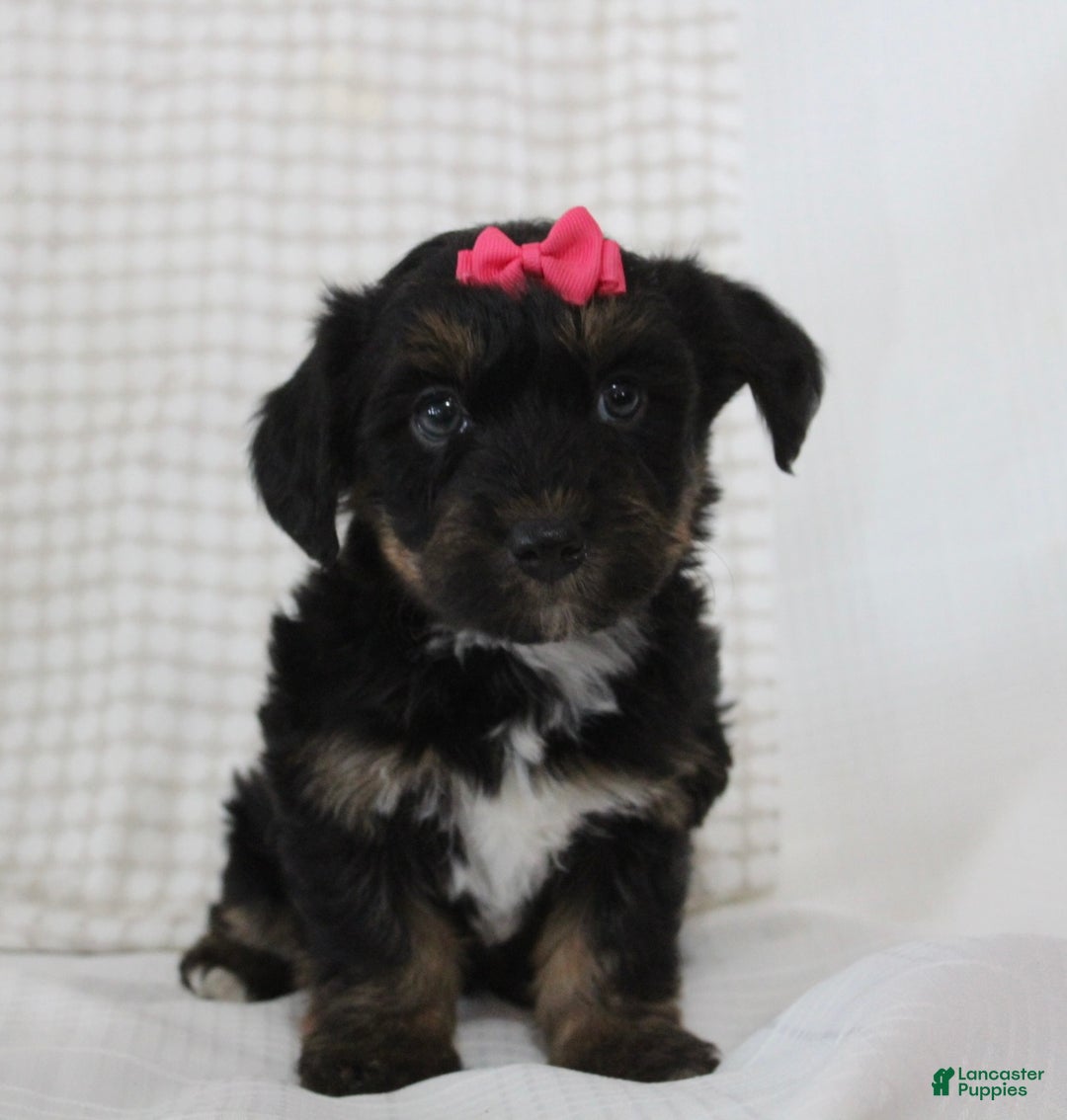Yorkiepoo dogs for sale: Arabella - Ad 4