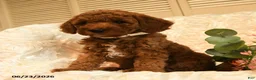 Mini Goldendoodle dogs for sale: Gale - Ad 3
