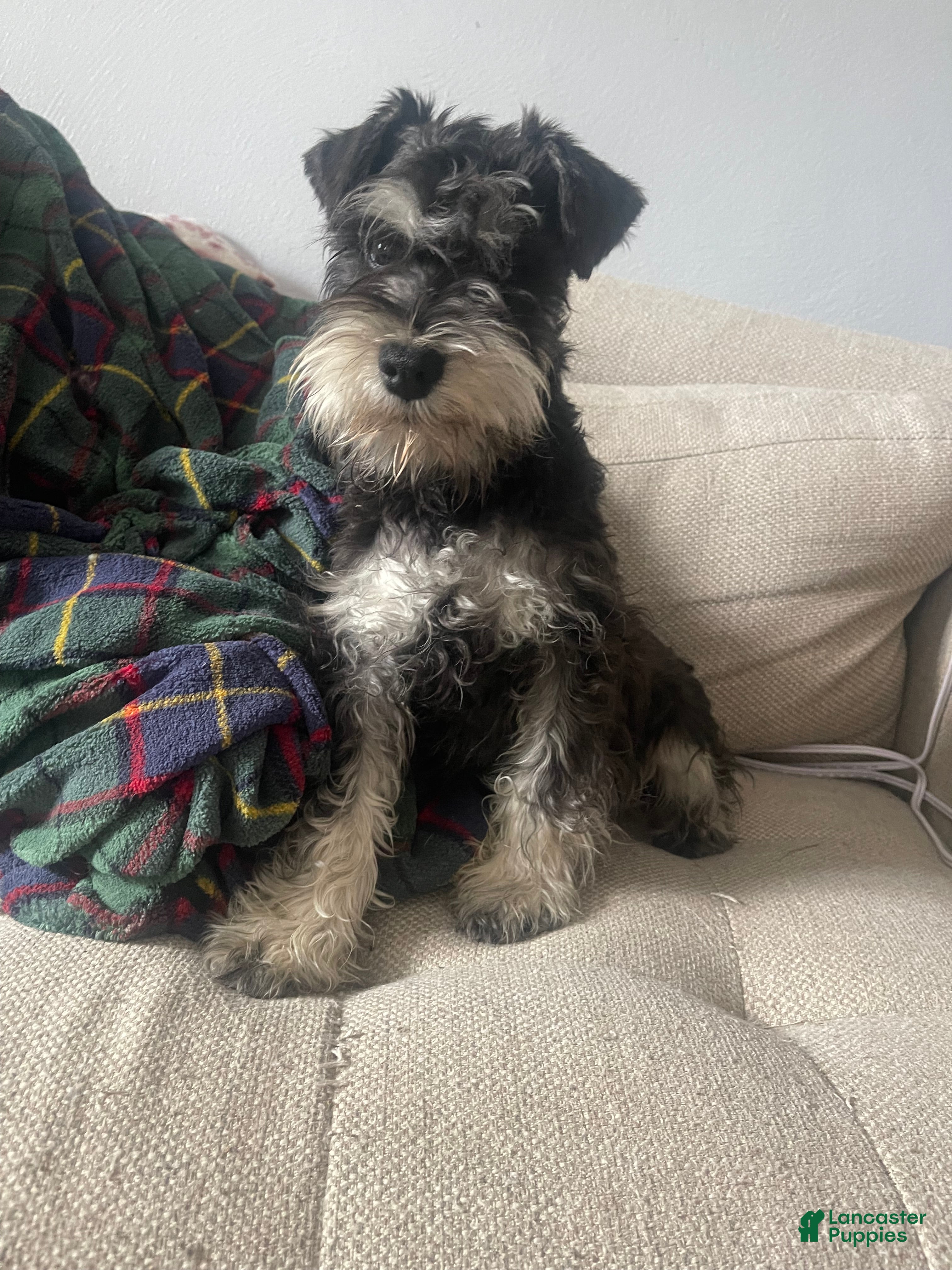 Miniature Schnauzer dogs Miniature Schnauzer Puppy 1 - Ad 2