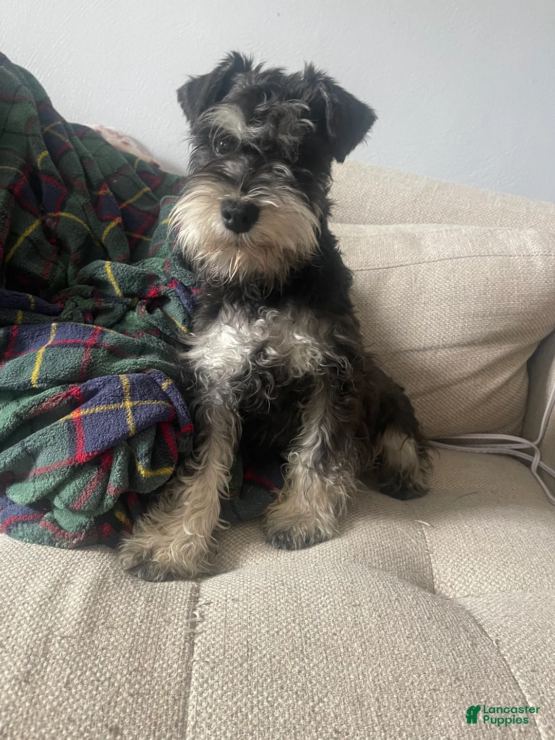 Miniature Schnauzer dogs for sale: Miniature Schnauzer Puppy 1 - Ad 2