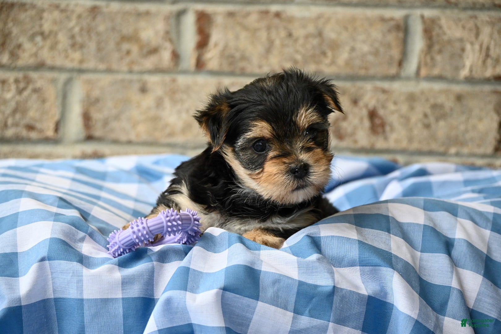 Morkie dogs Ella - Ad 2