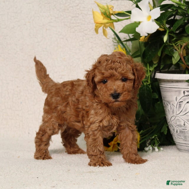 Mini Goldendoodle dogs for sale: Velcro - Ad 5