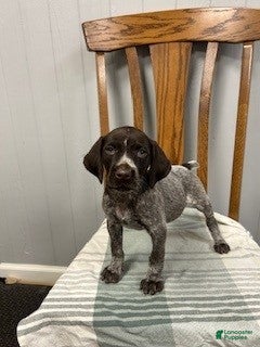 German Shorthaired Pointer dogs Bella - Ad 1