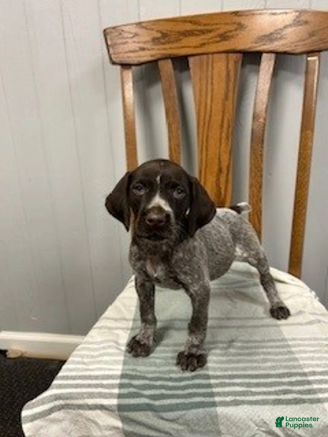 German Shorthaired Pointer dogs for sale: Bella - Ad 1