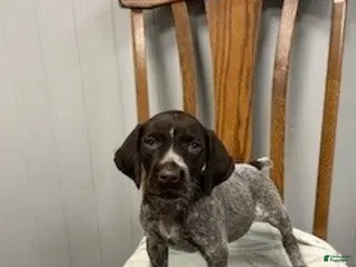 German Shorthaired Pointer dogs for sale: Bella - Ad 1