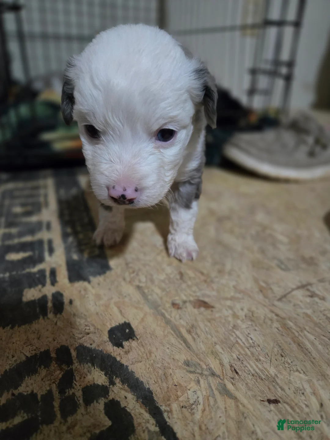 Miniature Australian Shepherd dogs for sale: Miniature Australian Shepherd Puppy 1 - Ad 2
