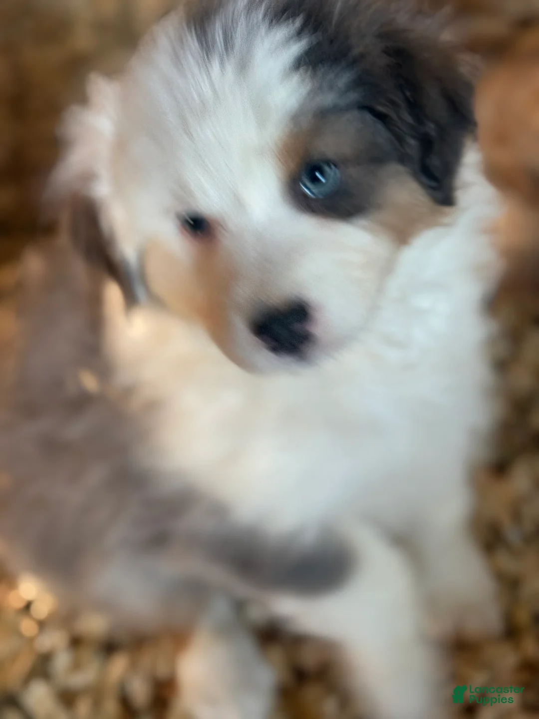 Australian Shepherd dogs for sale: Australian Shepherd Puppy 2 - Ad 3
