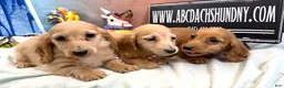 Dachshund dogs for sale: Import - Ad 2