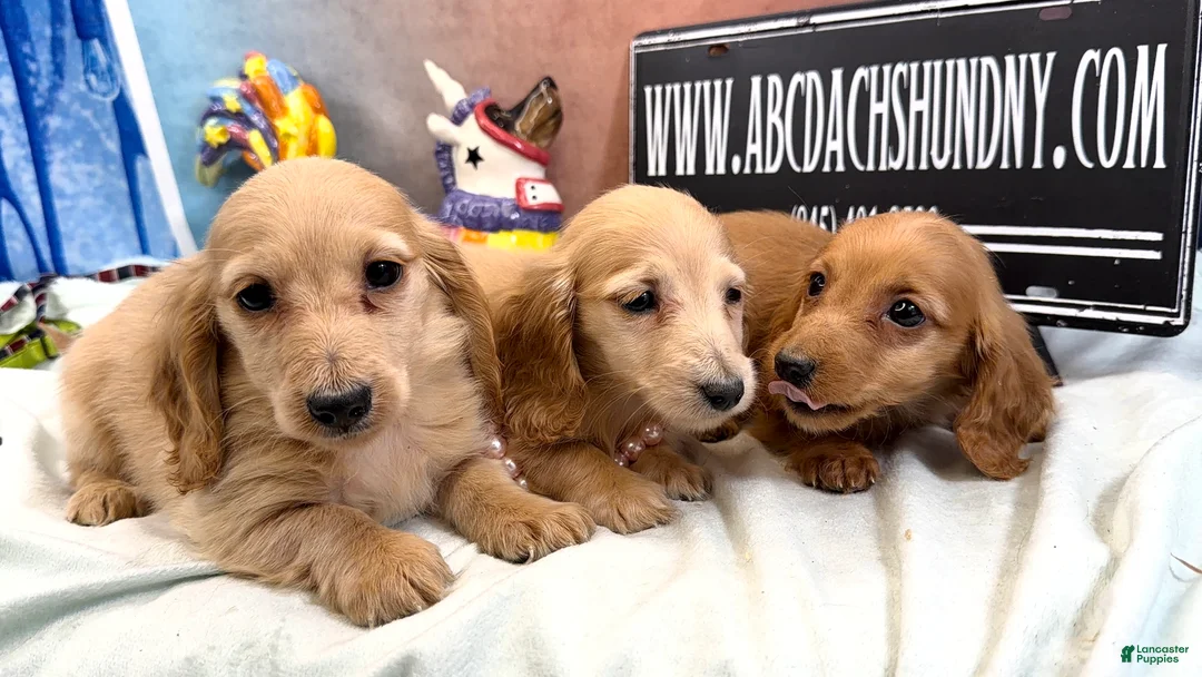 Dachshund dogs for sale: Import - Ad 2
