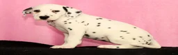 Dalmatian dogs for sale: Jemima - Ad 3
