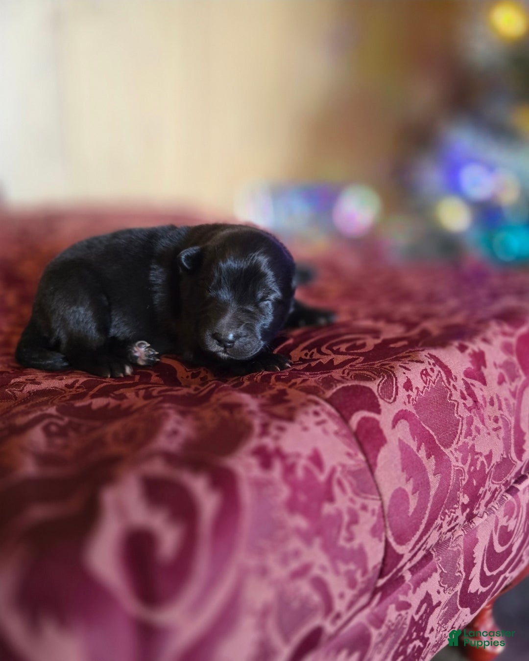 Mixed Breed dogs for sale: Starlight - Ad 3