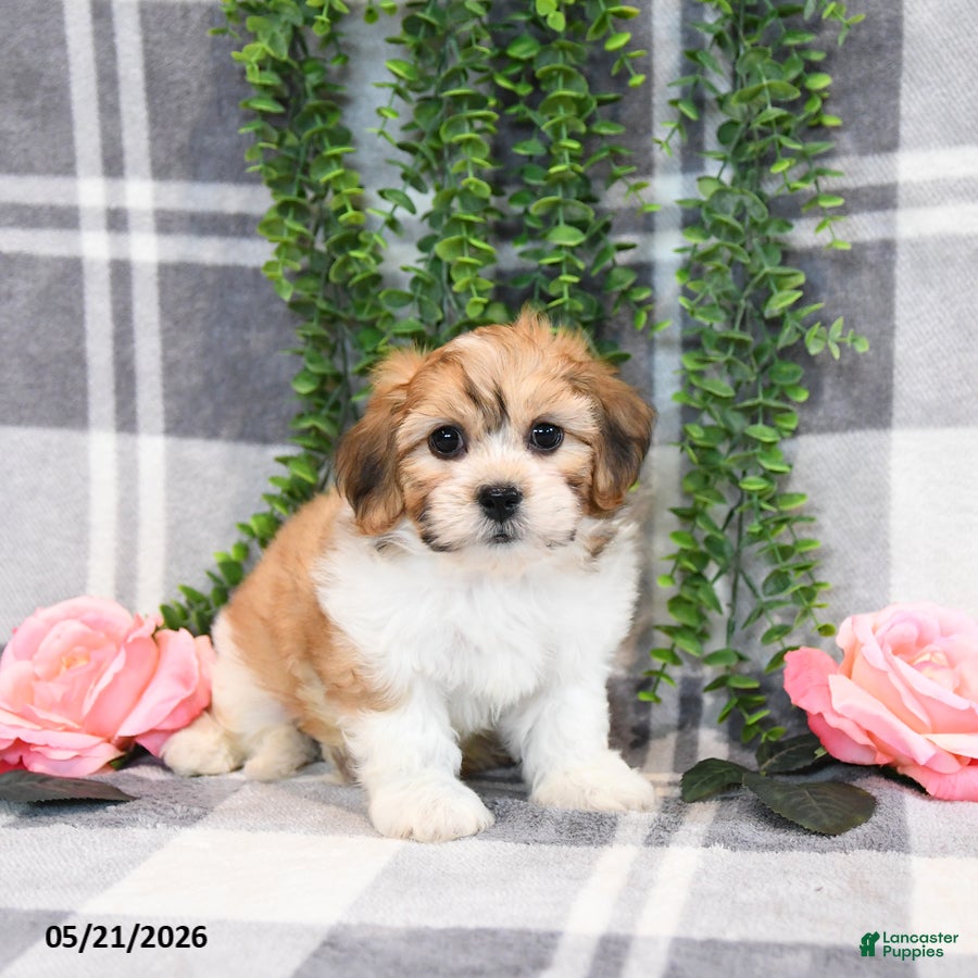 Teddy Bear dogs Skippy - Ad 1