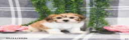 Teddy Bear dogs for sale: Skippy - Ad 1