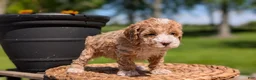 Miniature Poodle dogs for sale: Melody - Ad 13