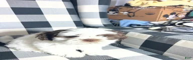 Shih Tzu Puppy 3