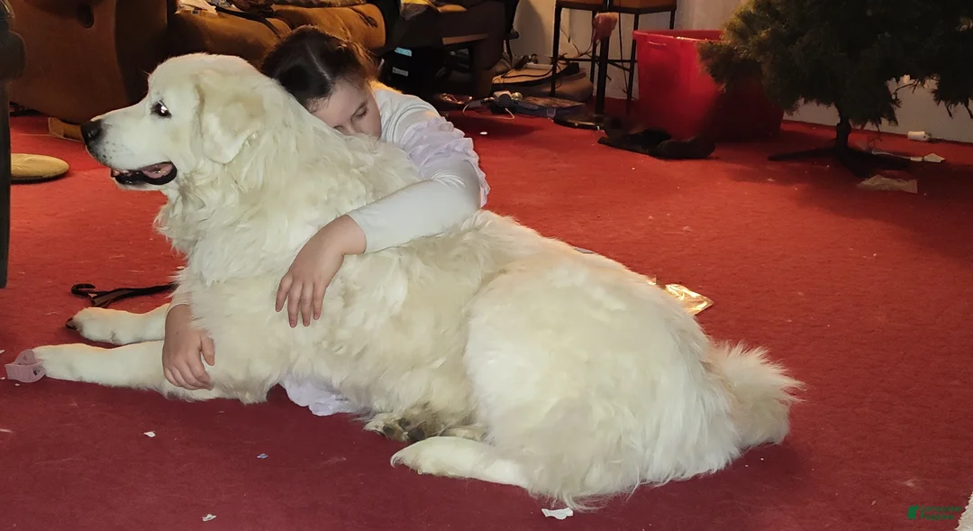 Great Pyrenees dogs for sale: Great Pyrenees Puppy 5 - Ad 3